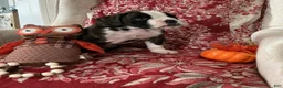 Boxer dogs for sale: Berlín  - Ad 14
