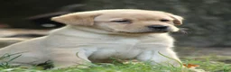 Labrador Retriever dogs for sale: Finn - Ad 5