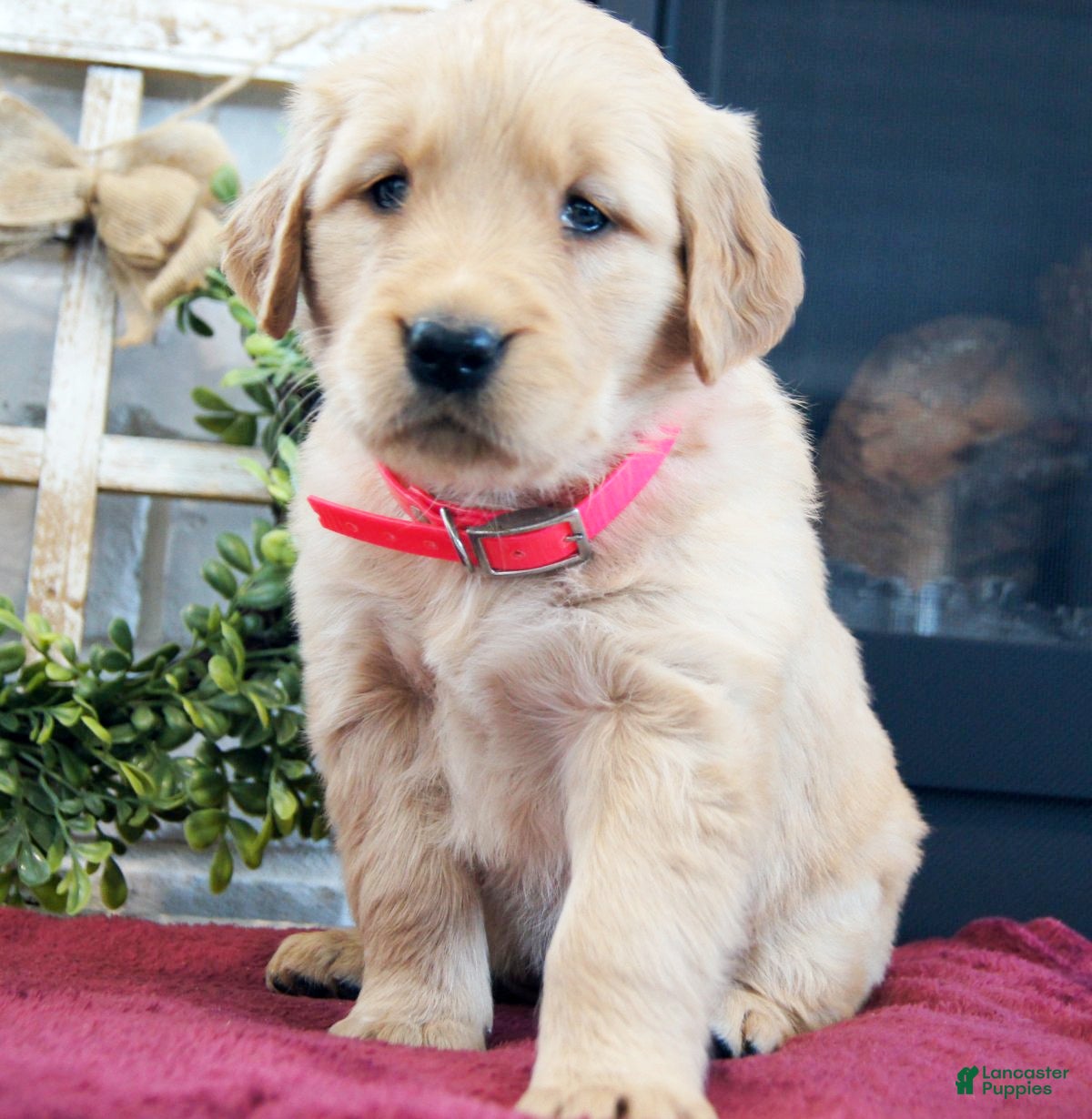 Golden Retriever dogs Princess - Ad 1