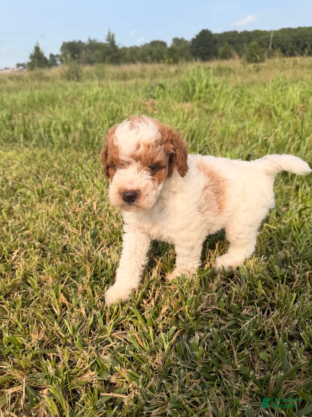 Mini Goldendoodle dogs for sale: Mini Goldendoodle 2 - Ad 2