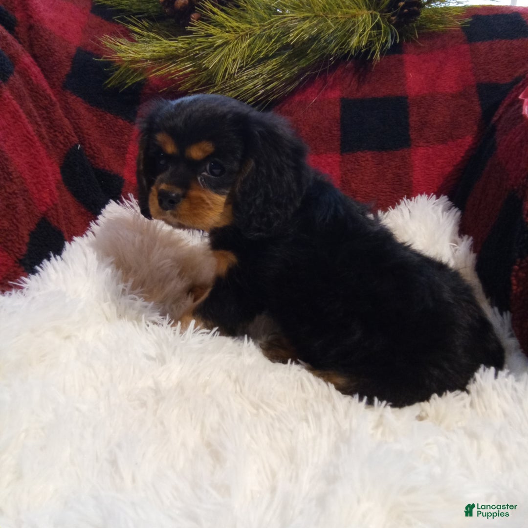 Cavalier King Charles Spaniel dogs for sale: Theo - Ad 4