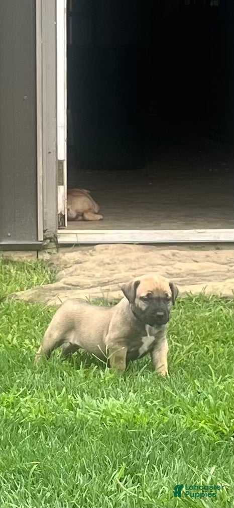 South African Boerboels dogs South African Boerboels 3 - Ad 2