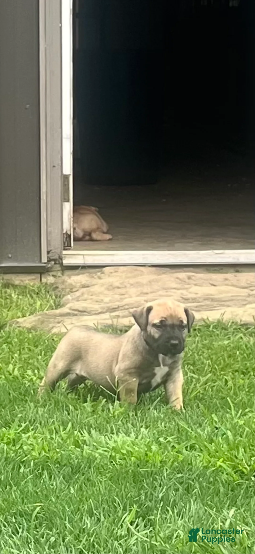 South African Boerboels dogs for sale: South African Boerboels 3 - Ad 2