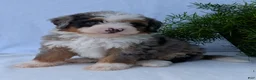 Mini Bernedoodle dogs for sale: Mini Marlo  - Ad 12