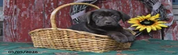 Labrador Retriever dogs for sale: Lucy - Ad 4