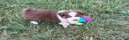 Australian Shepherd dogs for sale: Cutie - Ad 8