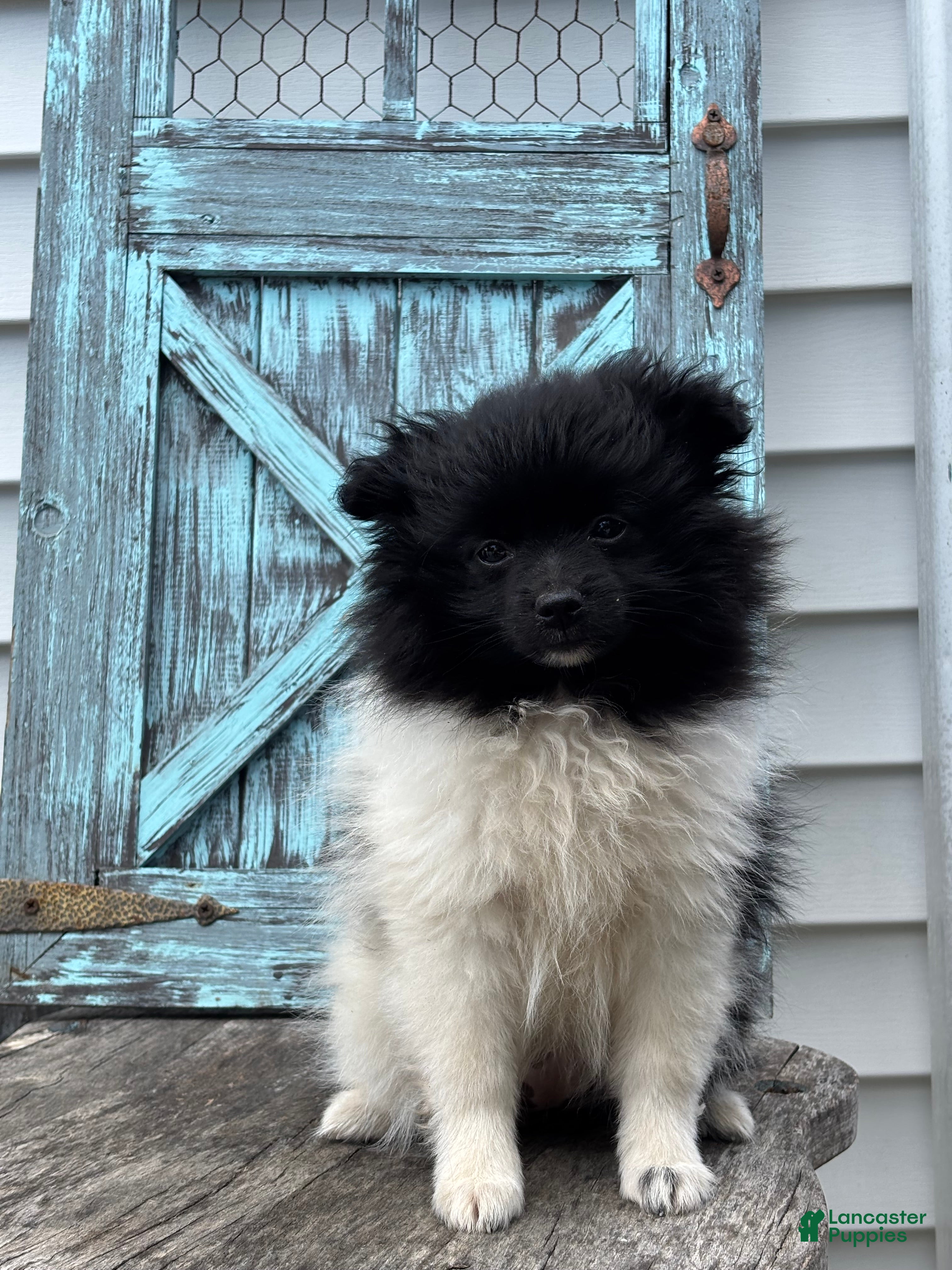 Pomeranian dogs Lola - Ad 1