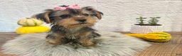 Yorkshire Terrier dogs for sale: Hallie - Ad 2