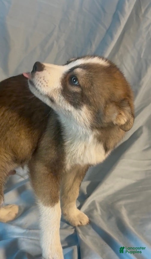 Mixed Breed dogs Cocoa - Ad 4