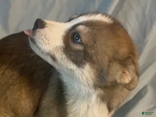 Mixed Breed dogs Cocoa - Ad 41