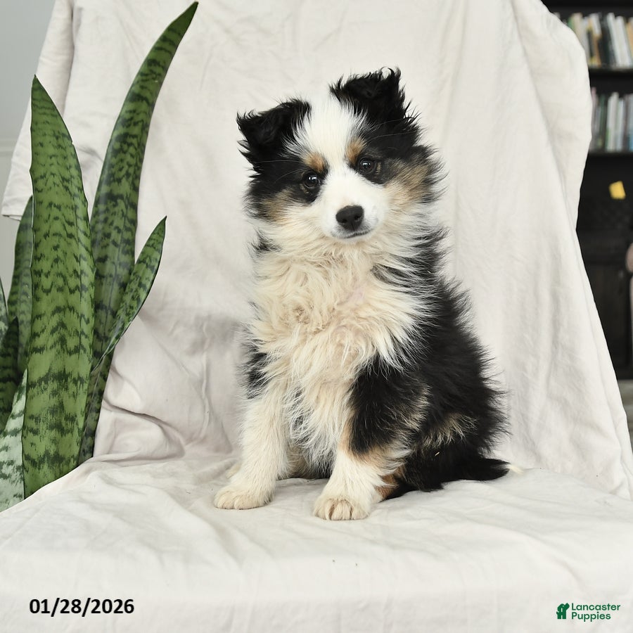 Miniature Australian Shepherd dogs Nicholas - Ad 14