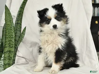 Miniature Australian Shepherd dogs Nicholas - Ad 23