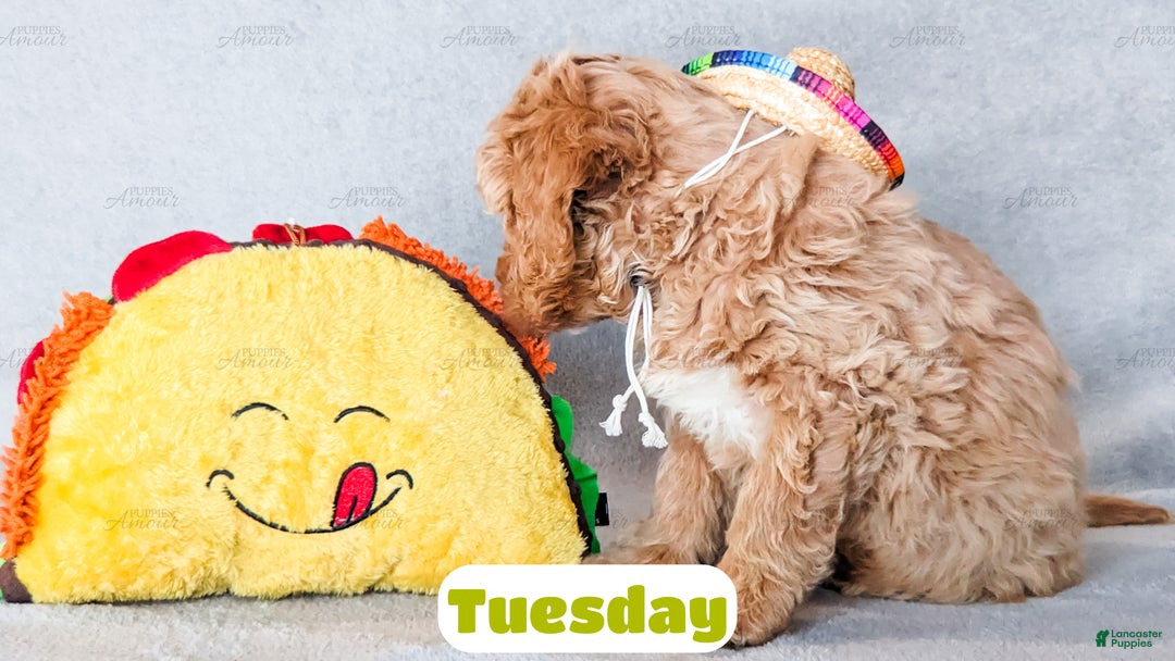 Goldendoodle dogs for sale: Tuesday - Ad 6