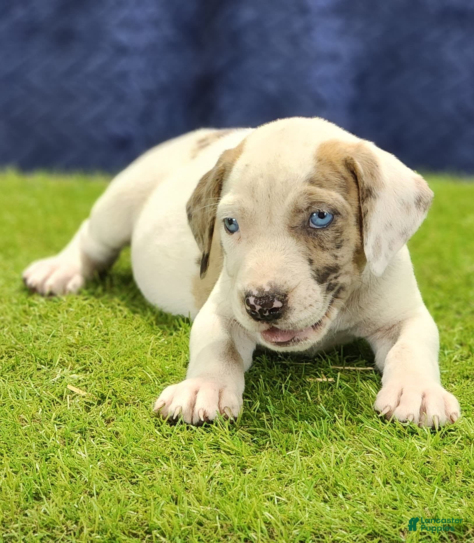 Catahoula Bloodhound Puppies Leopard Dog Puppy Catahoula Blue Eyes