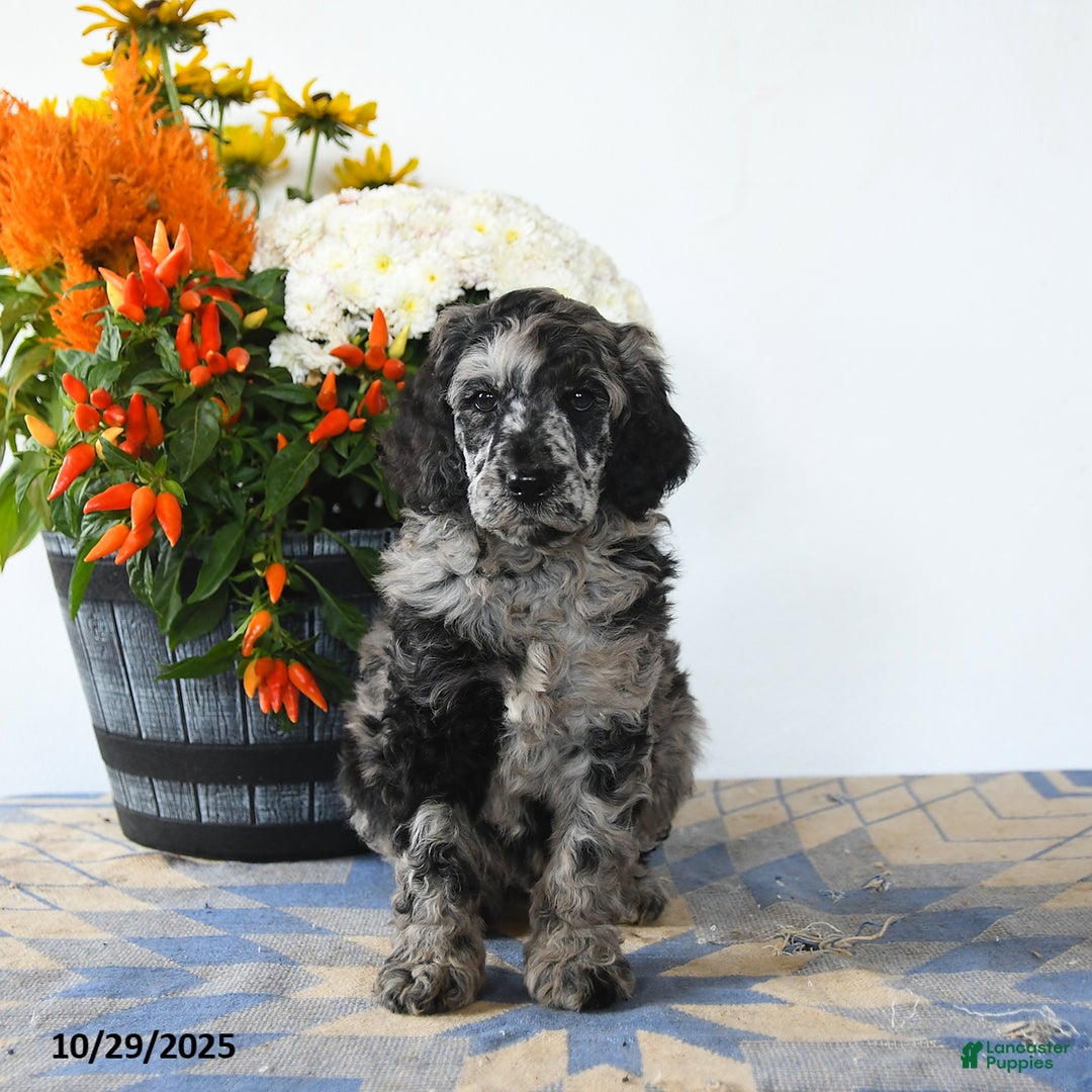 Standard Poodle dogs for sale: Max - Ad 2