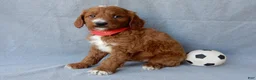 Goldendoodle dogs for sale: Leo-MEDIUM - Ad 6