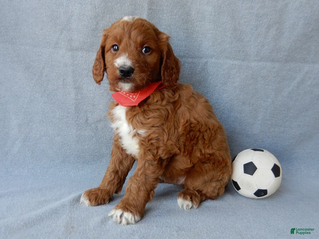 Goldendoodle dogs for sale: Leo-MEDIUM - Ad 6