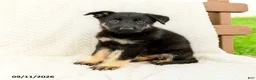 German Shepherd dogs for sale: Bianca - Ad 4