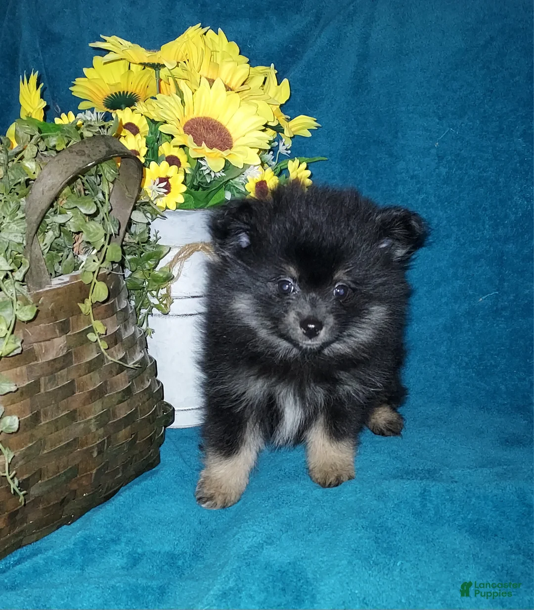 Pomeranian dogs for sale: Little Biddy - Ad 5