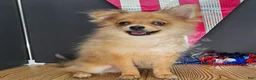 Pomeranian dogs for sale: Pepper's Long Shot - "Archer" - Ad 25