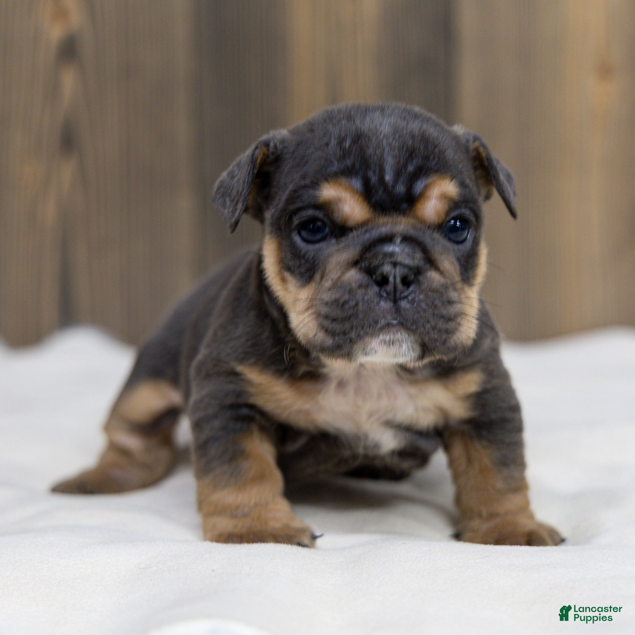 English Bulldog dogs Bently Blue English Bulldog Puppy  - Ad 1