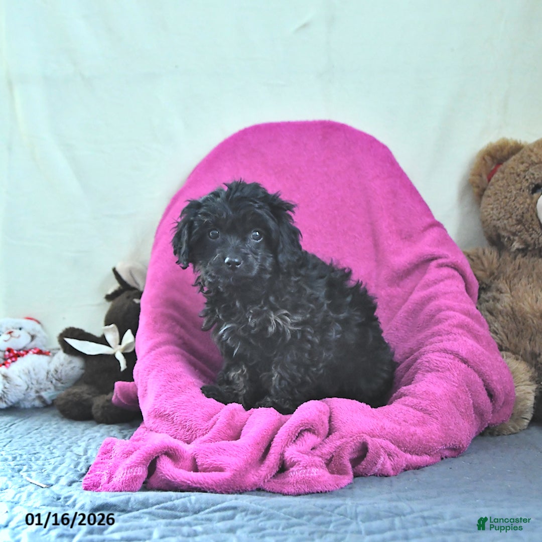 Cavapoo dogs for sale: Gina - Ad 4