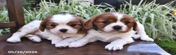 Cavalier King Charles Spaniel dogs for sale: Minnie - Ad 3