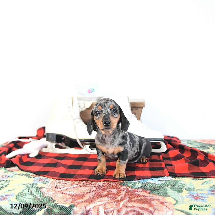 Miniature Dachshund dogs Bubbles - Ad 14