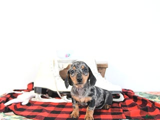 Miniature Dachshund dogs Bubbles - Ad 21