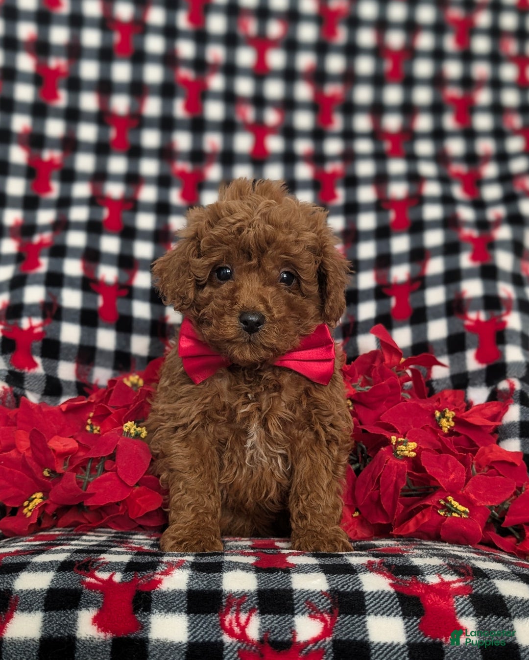 Miniature Poodle dogs for sale: Brandon Ready for Christmas!  - Ad 2