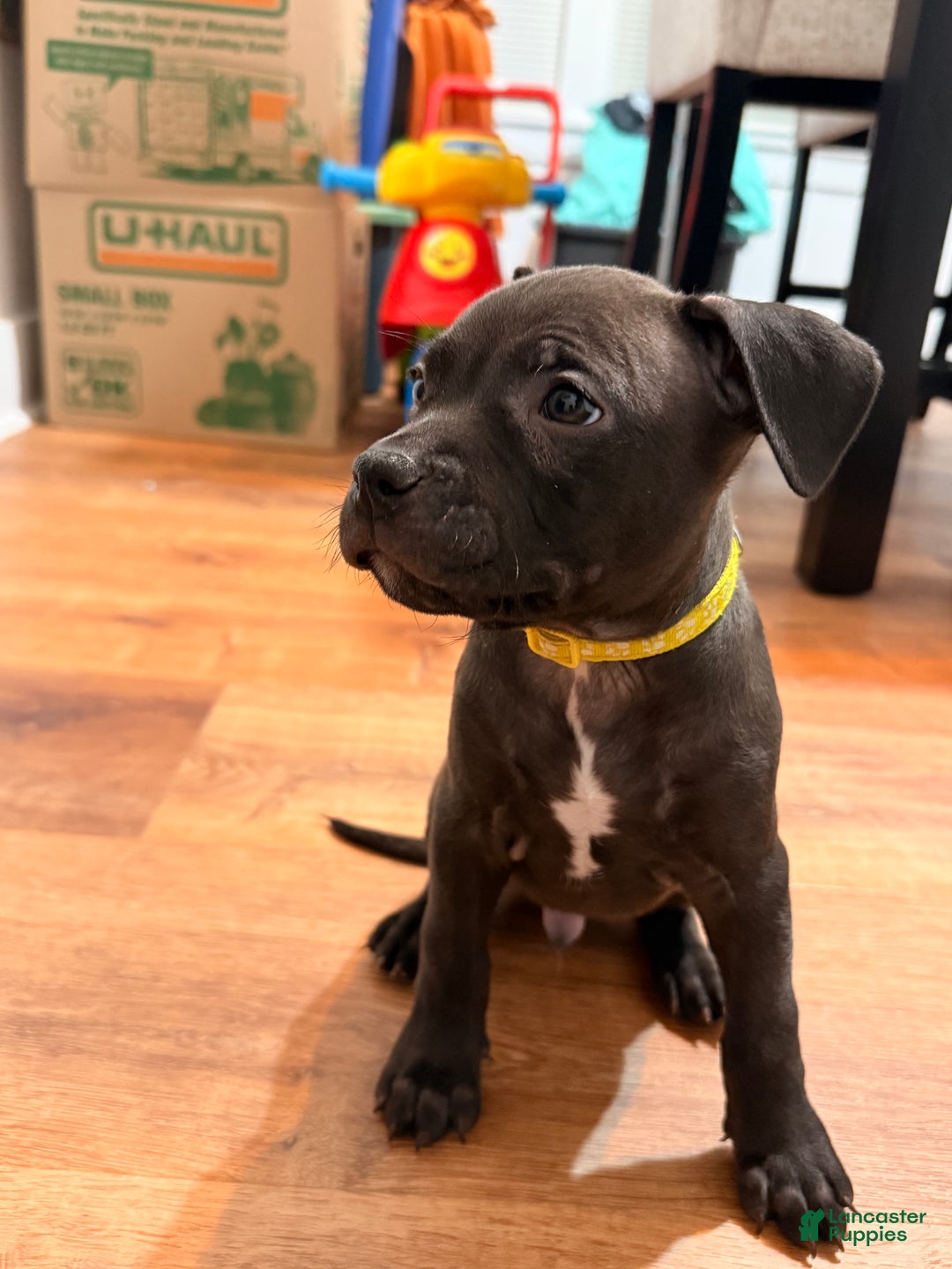 Mixed Breed dogs for sale: Pup Orange - Ad 3