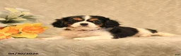 Cavalier King Charles Spaniel dogs for sale: Ion - Ad 5