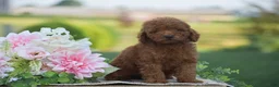 Mini Goldendoodle dogs for sale: Owen (F1BB) - Ad 7