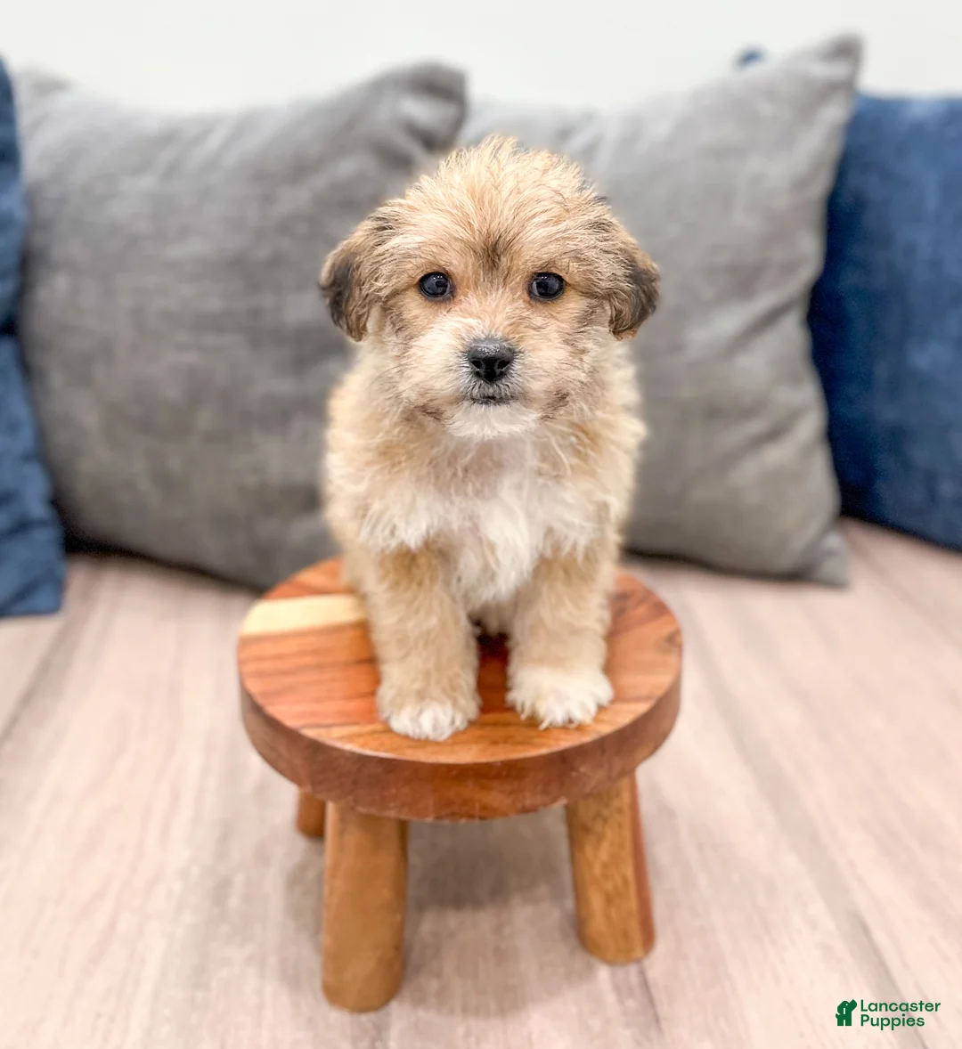 Yochon dogs for sale: Molly - Ad 2