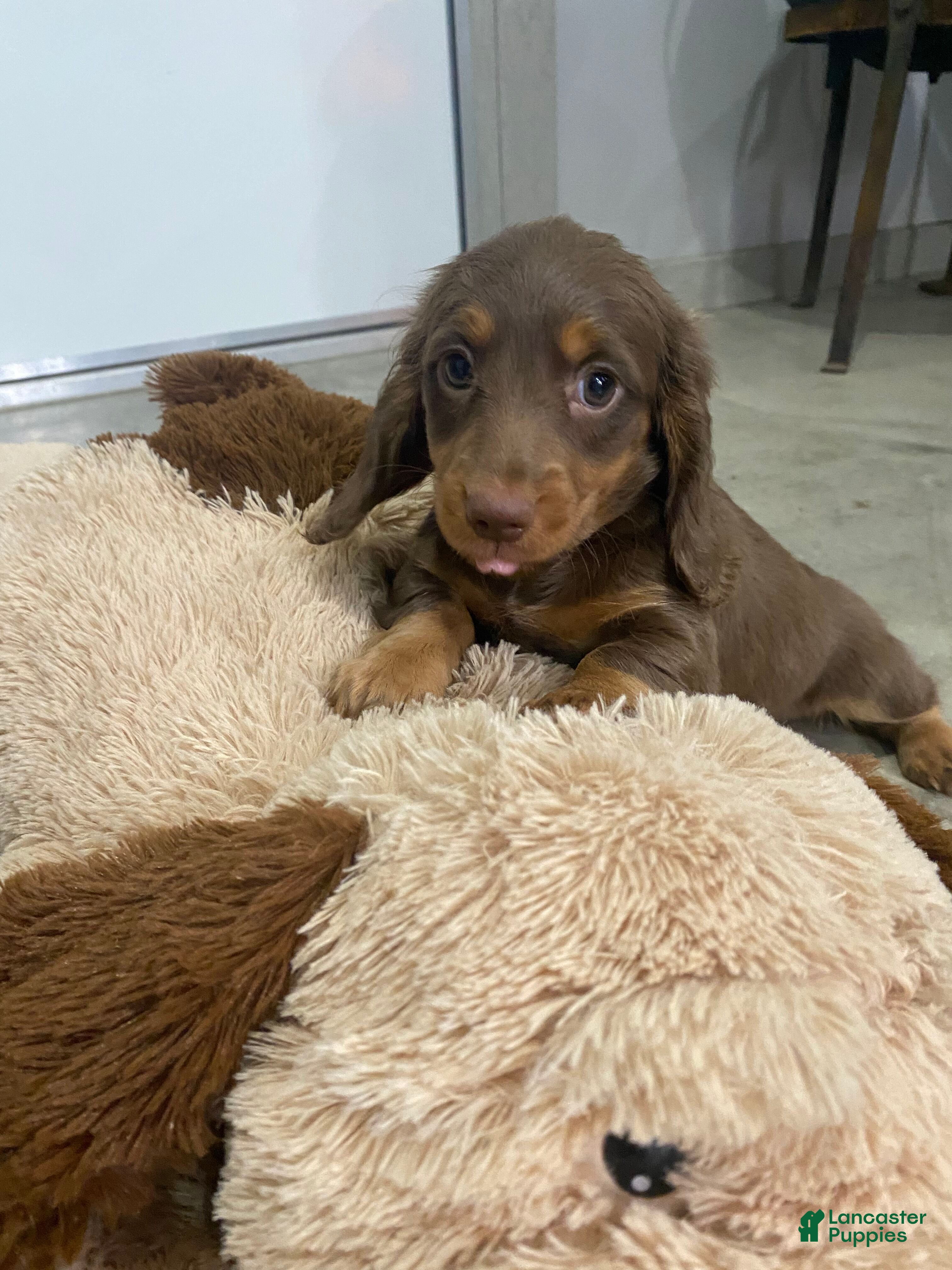 Miniature Dachshund dogs Ella - Ad 2