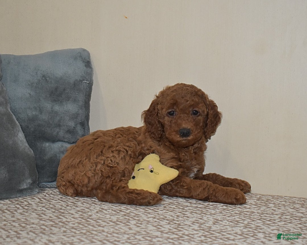 Gallery Image {{count}}