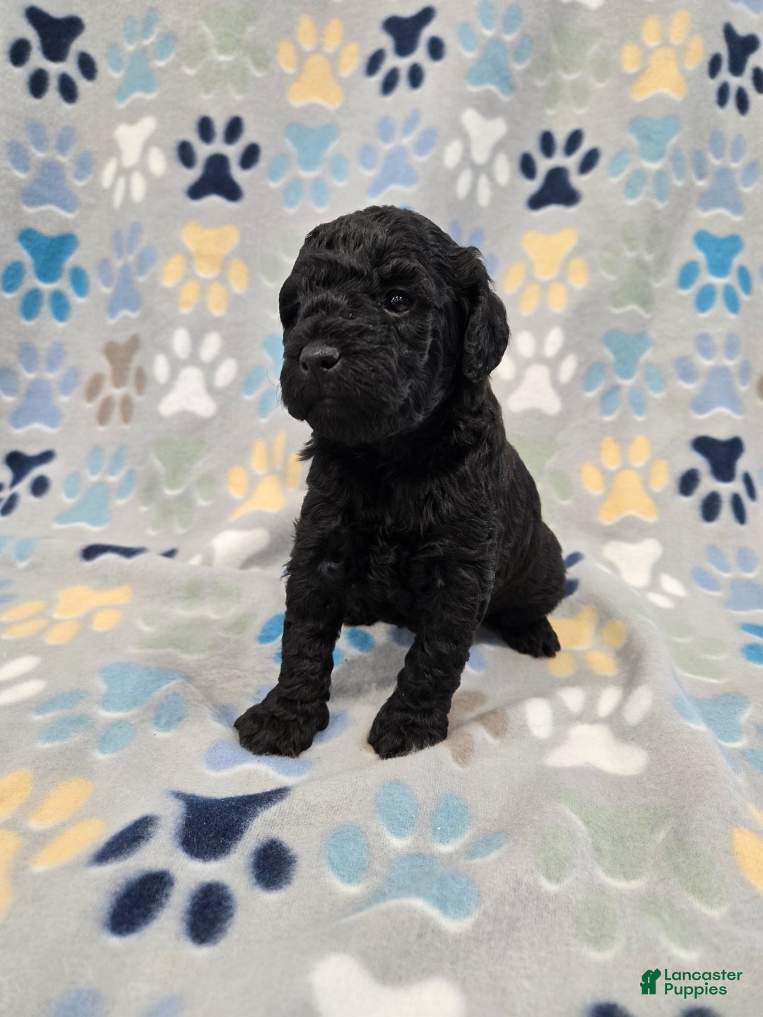 Mini Goldendoodle dogs for sale: Paisley  - Ad 4