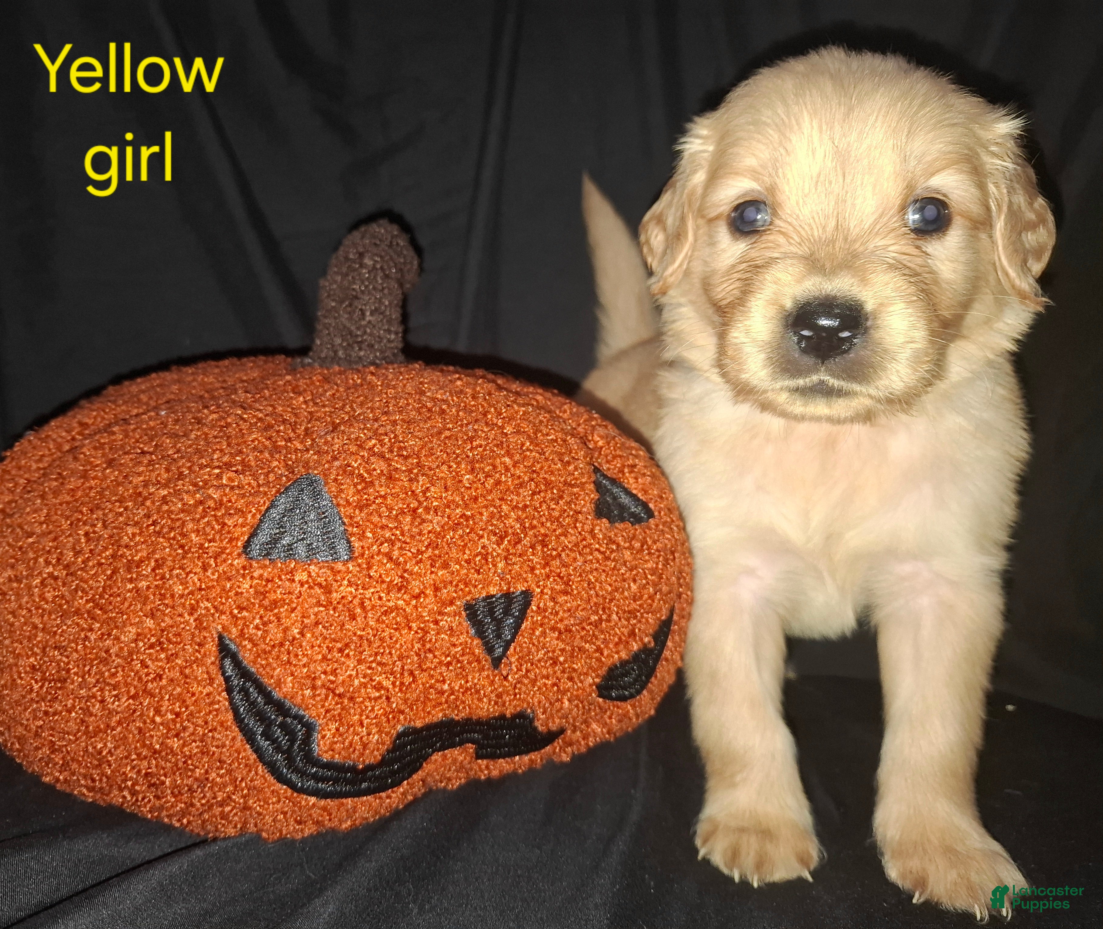 Golden Retriever dogs for sale: Golden Retriever 8 - Ad 26