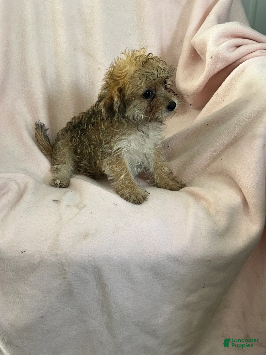 Yochon dogs for sale: Debbie Girl - Ad 7