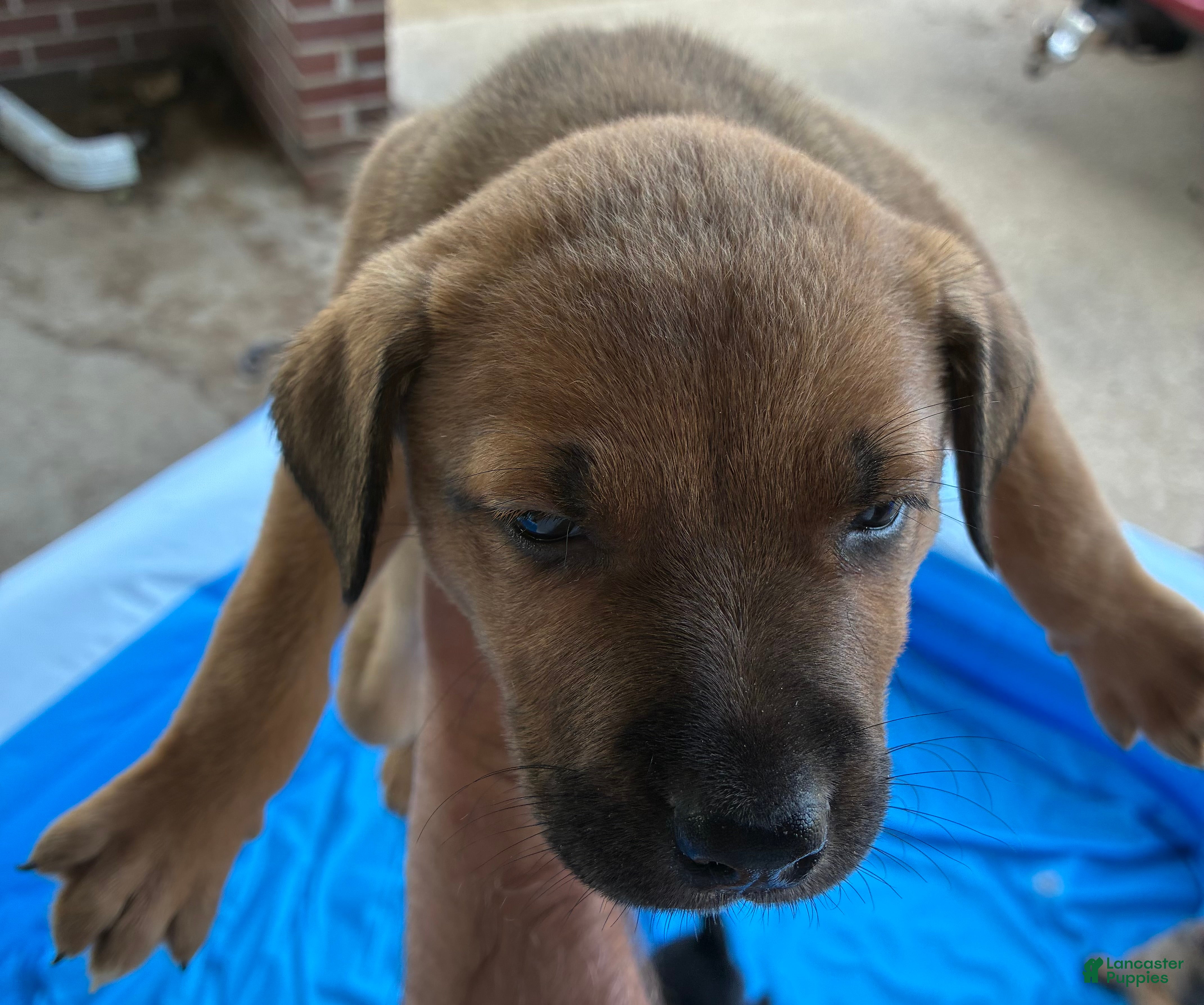Mixed Breed dogs Mixed Breed 3 - Ad 32