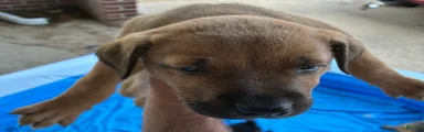 Mixed Breed 3