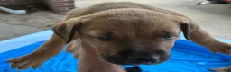 Mixed Breed dogs for sale: Mixed Breed 3 - Ad 1