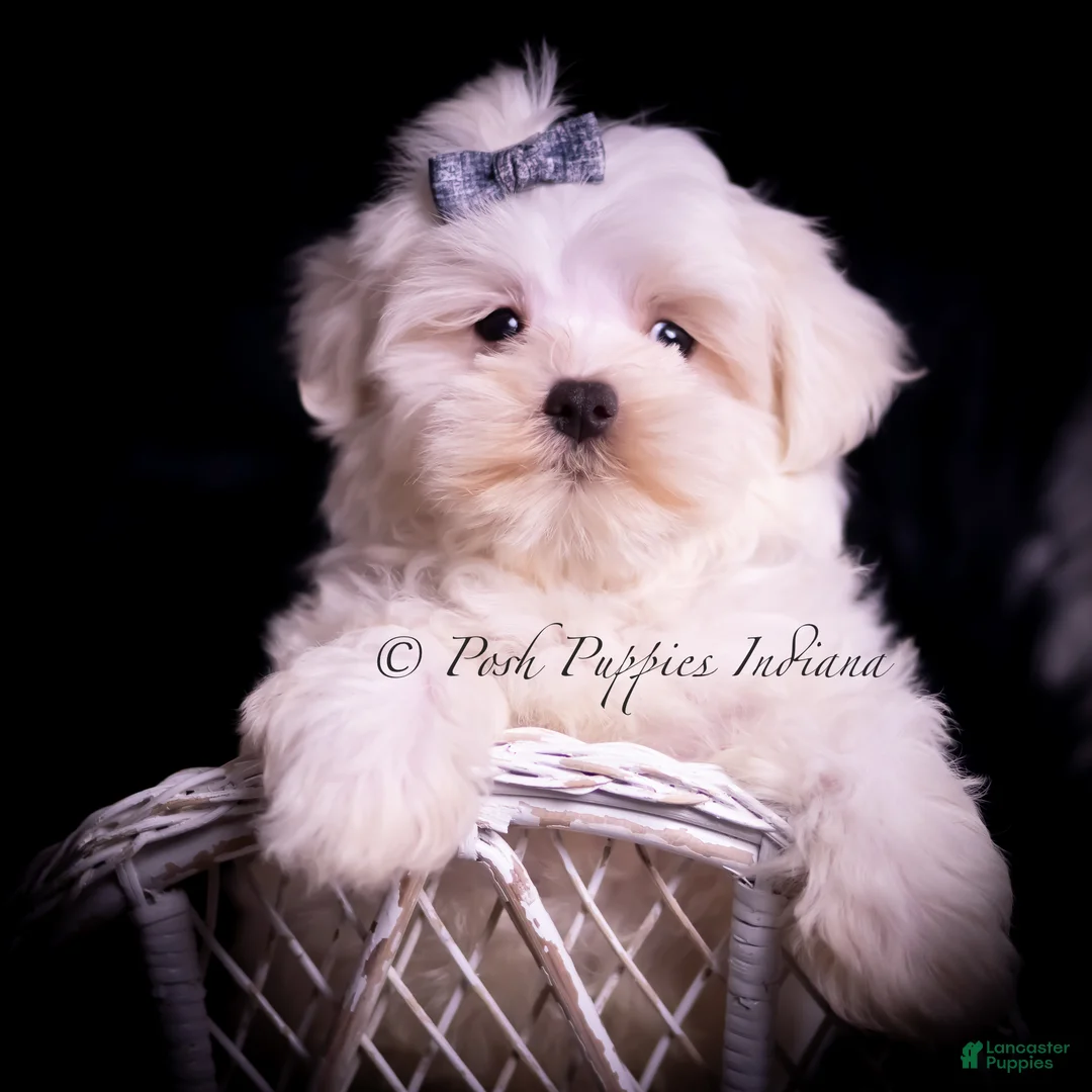 Maltese dogs for sale: Teako CHAMPION SIRED - Ad 5