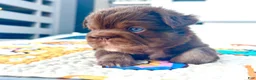 French Bulldog dogs for sale: French Bulldog Puppy 3 - Ad 1