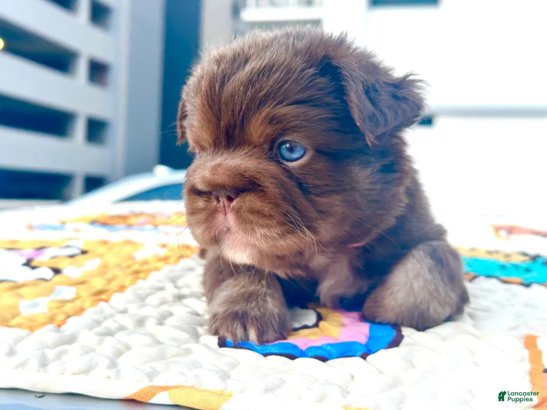 French Bulldog dogs for sale: French Bulldog Puppy 3 - Ad 1