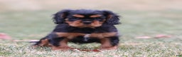 Cavalier King Charles Spaniel dogs for sale: Smartie  - Ad 8