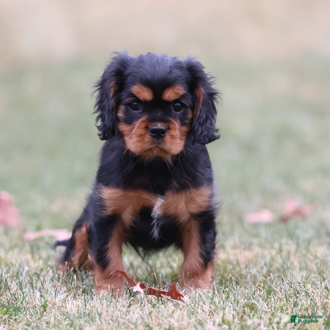 Cavalier King Charles Spaniel dogs for sale: Smartie  - Ad 8