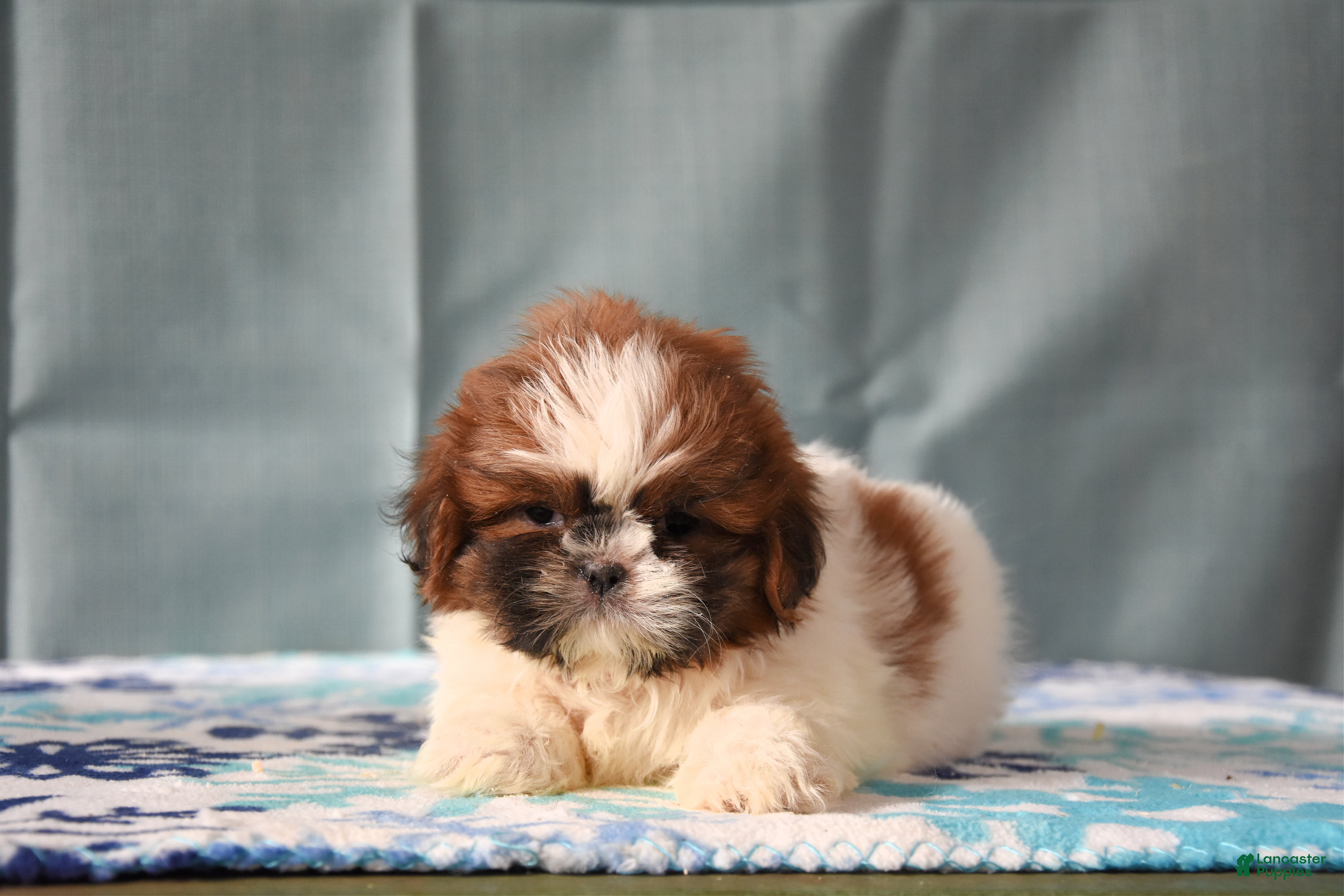 Shih Tzu dogs Gemma - Ad 41