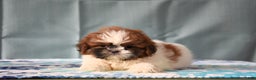 Shih Tzu dogs for sale: Gemma - Ad 1