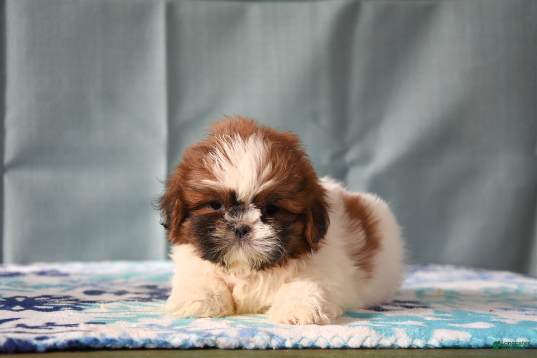 Shih Tzu dogs for sale: Gemma - Ad 1